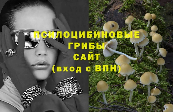 прущие грибы Карпинск