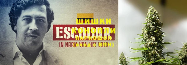 прущие грибы Карпинск